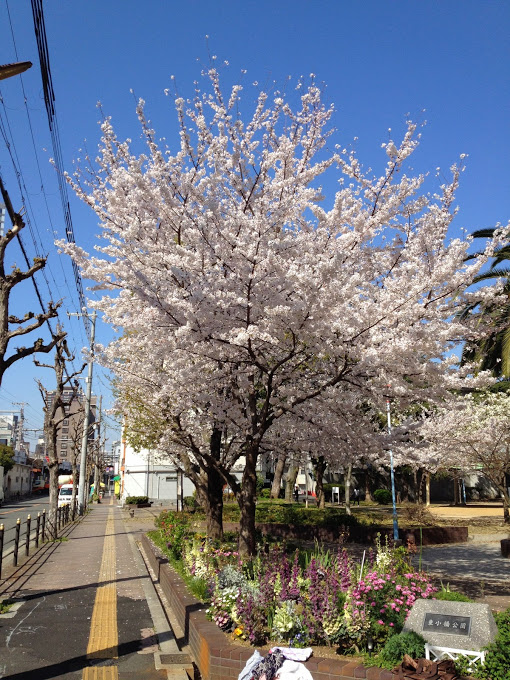 東小橋公園 桜
