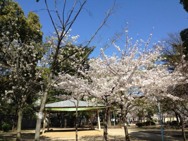 東小橋公園 桜