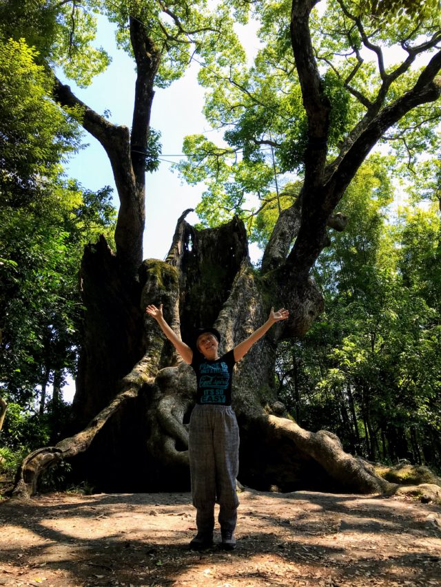 塚崎の大楠　佐賀　樹齢2000年