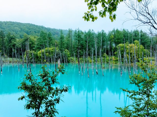 北海道　青い池　写真
